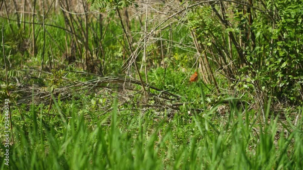 Red Cardinal flies away in slow motion Red Cardinal flies away in slow motion