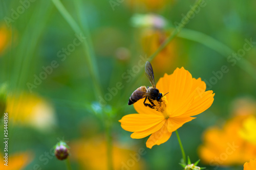 bee on flower © Ekkachai
