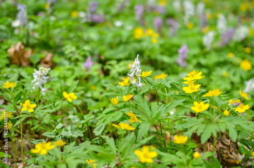 Group of growing blooming Anemone Ranunculoides in spring forest