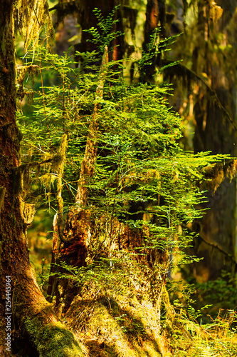 golden evening light shines on moss and nurse log