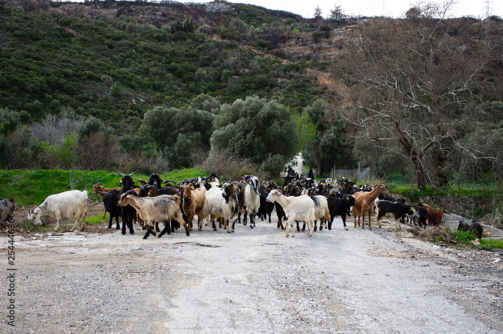 Obraz premium A herd of goats moving on the road at spring