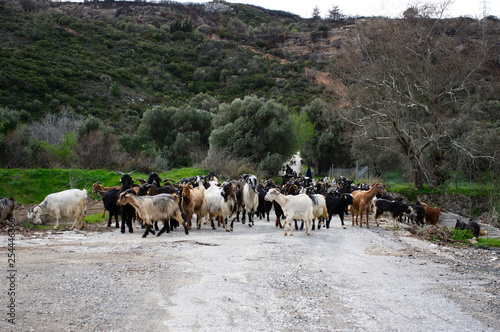 A herd of goats moving on the road at spring © Tayfun