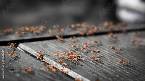 ants running animal insect 