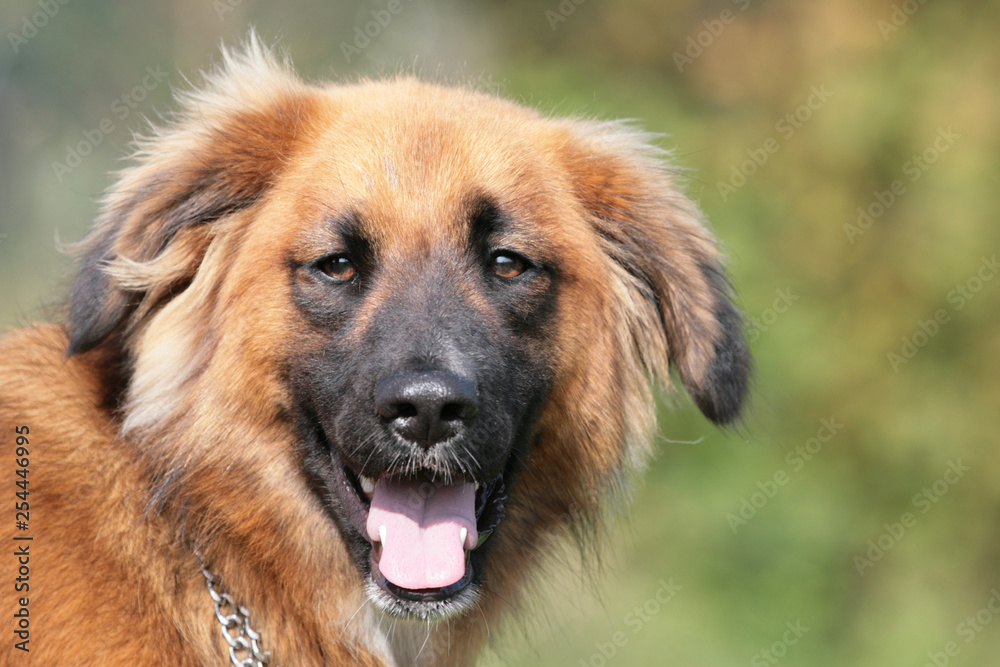 Kopf eines Hundes der hechelt auf einer Wiese Kopf eines Hundes der hechelt auf einer Wiese