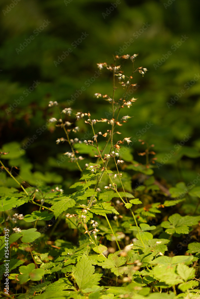 delicate white wildflowers growing in late summer delicate white wildflowers growing in late summer