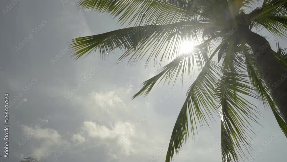 tropical green palm close up against heaven in sun rays tropical green palm close up against heaven in sun rays