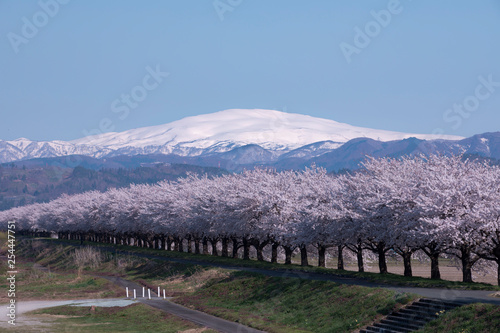 桜並木