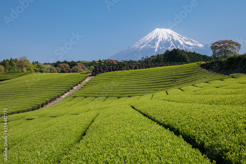 富士と茶畑