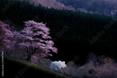 大山桜