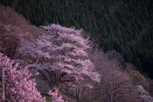 大山桜