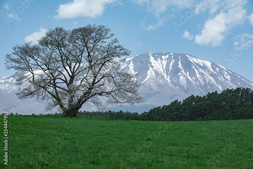 一本桜と岩手山