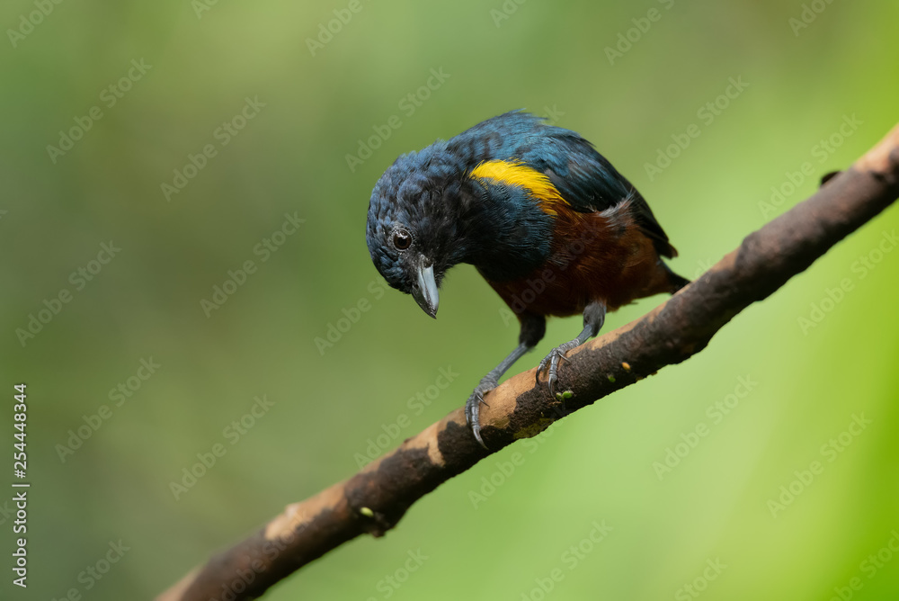 Obraz premium Ferro velho (Euphonia pectoralis)