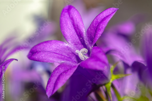 Fototapeta Naklejka Na Ścianę i Meble -  purple violet easter flower spring blossom in my garden