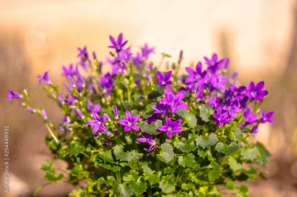 Fototapeta fioletowy fioletowy kwiat wielkanocny wiosenny kwiat w moim ogrodzie