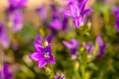 purple violet easter flower spring blossom in my garden