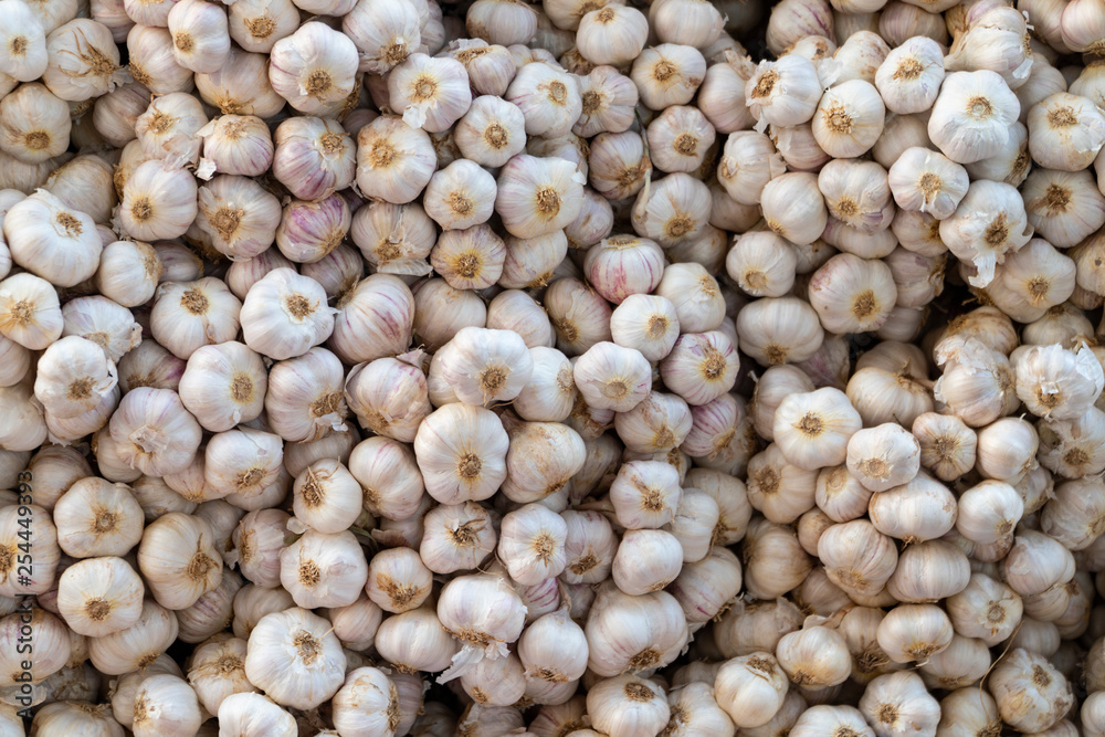 Garlic pile displaying at a farmers product selling stall in an agricultural fair taking place each year in Bangkok, Thailand, Asia. Garlic pile displaying at a farmers product selling stall in an agricultural fair taking place each year in Bangkok, Thailand, Asia.