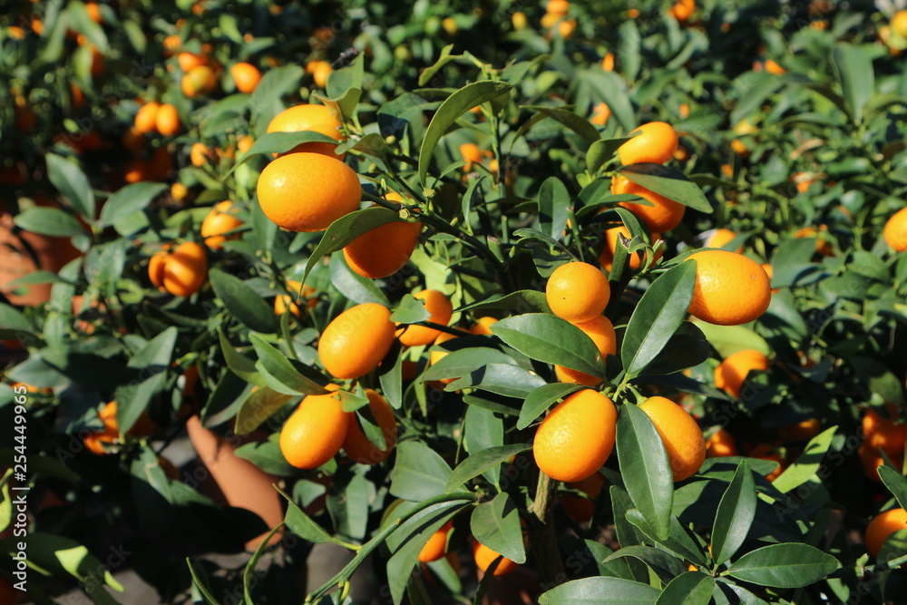 Small kumquat trees full of fruits, under the sunlight 