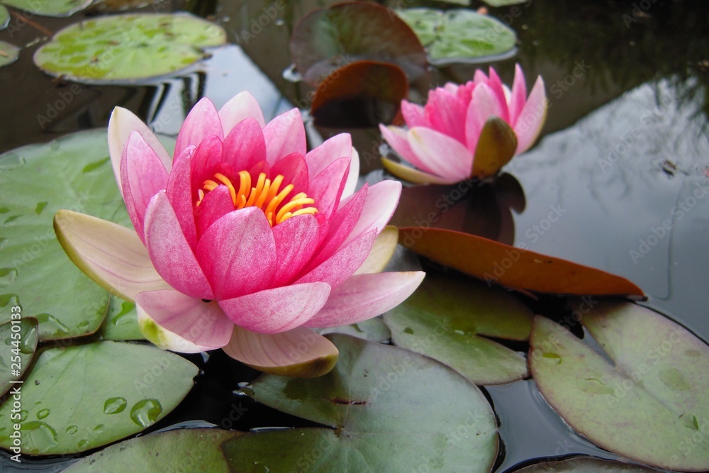pink water lily in pond