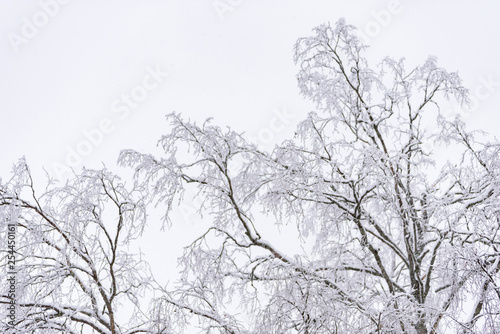 Wallpaper Mural The forest has covered with heavy snow and clear blue sky in winter season at Lapland, Finland. Torontodigital.ca