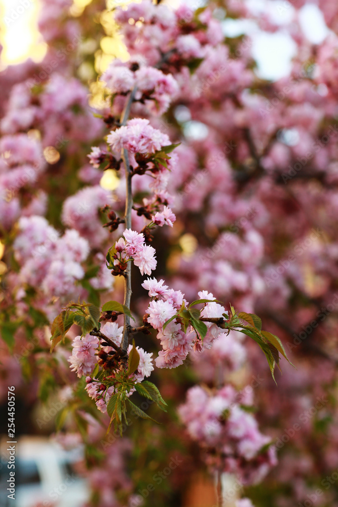 branches of a tree, a bush with pink flowers spring. beautiful pink blooming sakura branches of a tree, a bush with pink flowers spring. beautiful pink blooming sakura