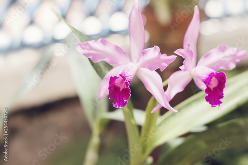 Two orchid flowers of light purple color photo