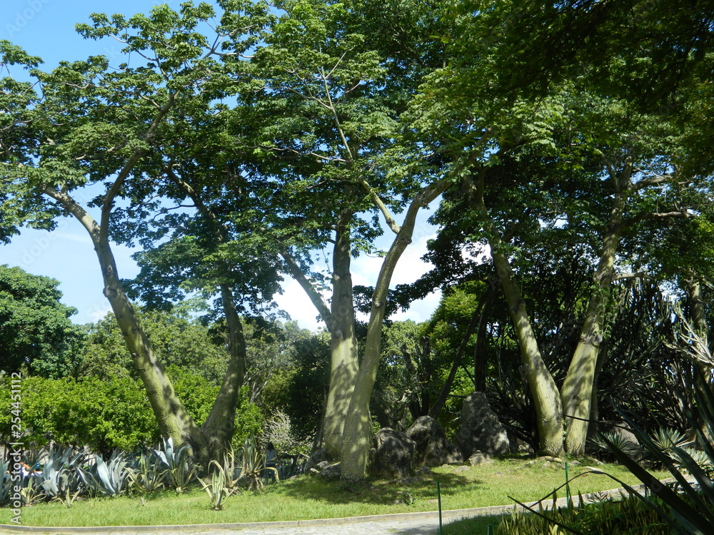 Venezuela. Caracas. Trees in the park Miranda