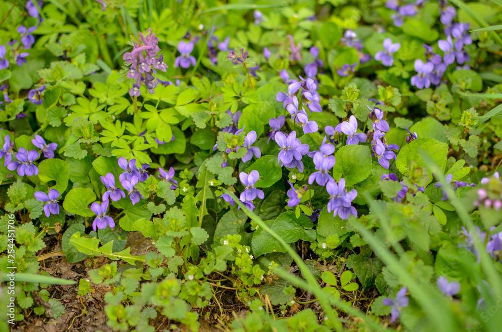 Violet flower in a green grass in the forest Violet flower in a green grass in the forest