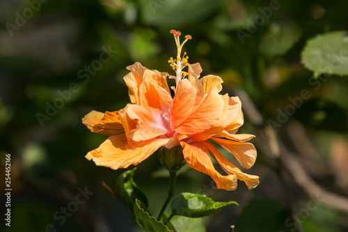 Close up of Orange Hibiscus rosa-sinensis