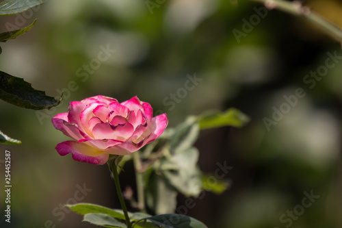 Yellow mix pink  rose flower