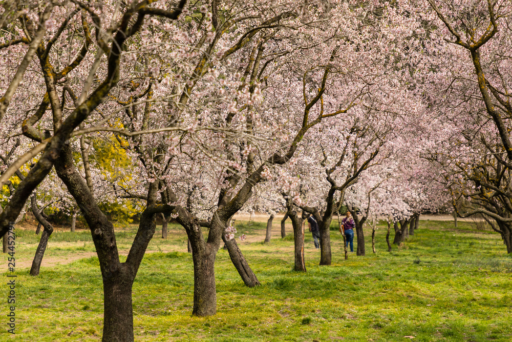 Almond trees in bloom before spring arrives in Madrid Almond trees in bloom before spring arrives in Madrid