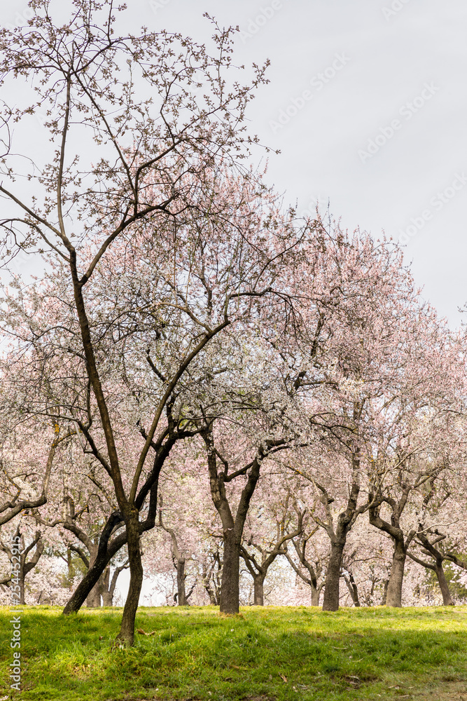 Almond trees in bloom before spring arrives in Madrid Almond trees in bloom before spring arrives in Madrid