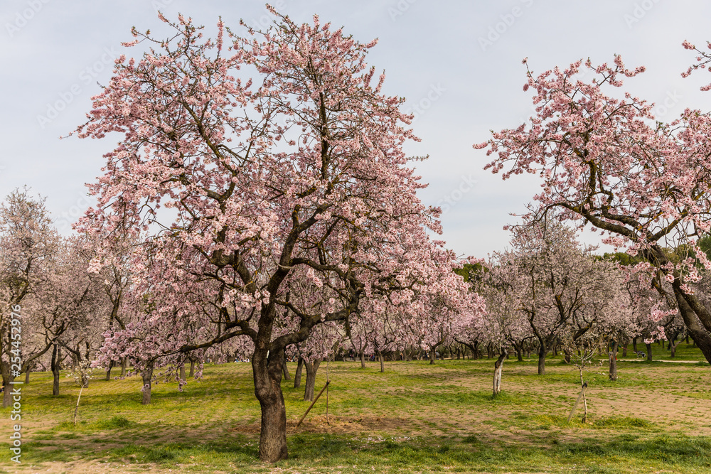 Almond trees in bloom before spring arrives in Madrid Almond trees in bloom before spring arrives in Madrid