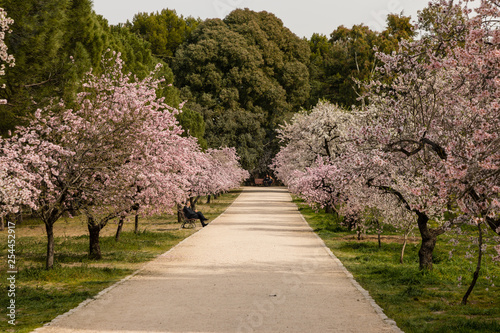 Almond trees in bloom before spring arrives in Madrid