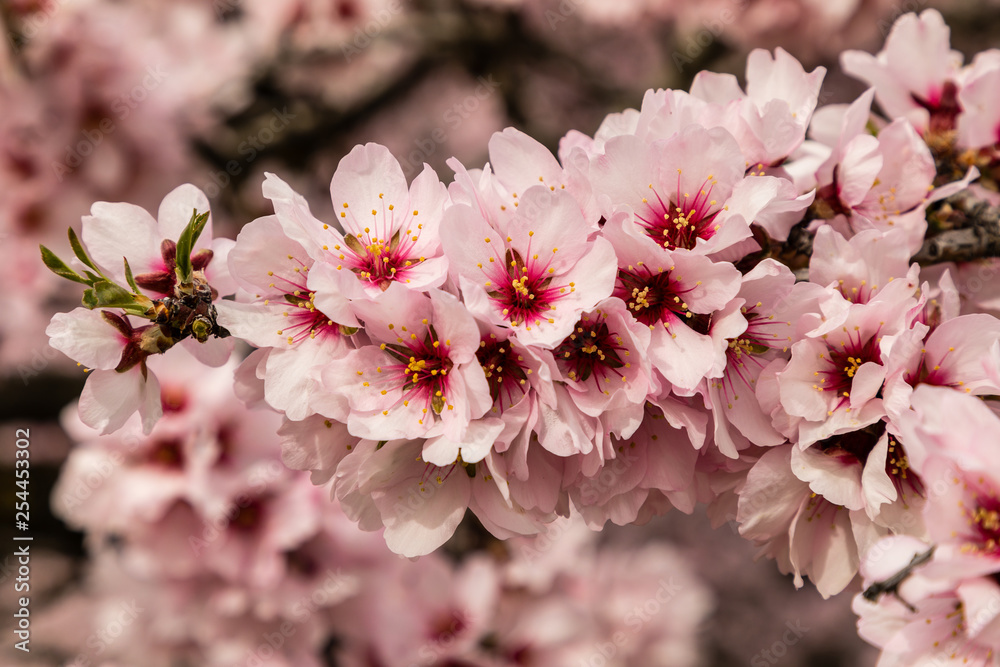 Almond trees in bloom before spring arrives in Madrid Almond trees in bloom before spring arrives in Madrid