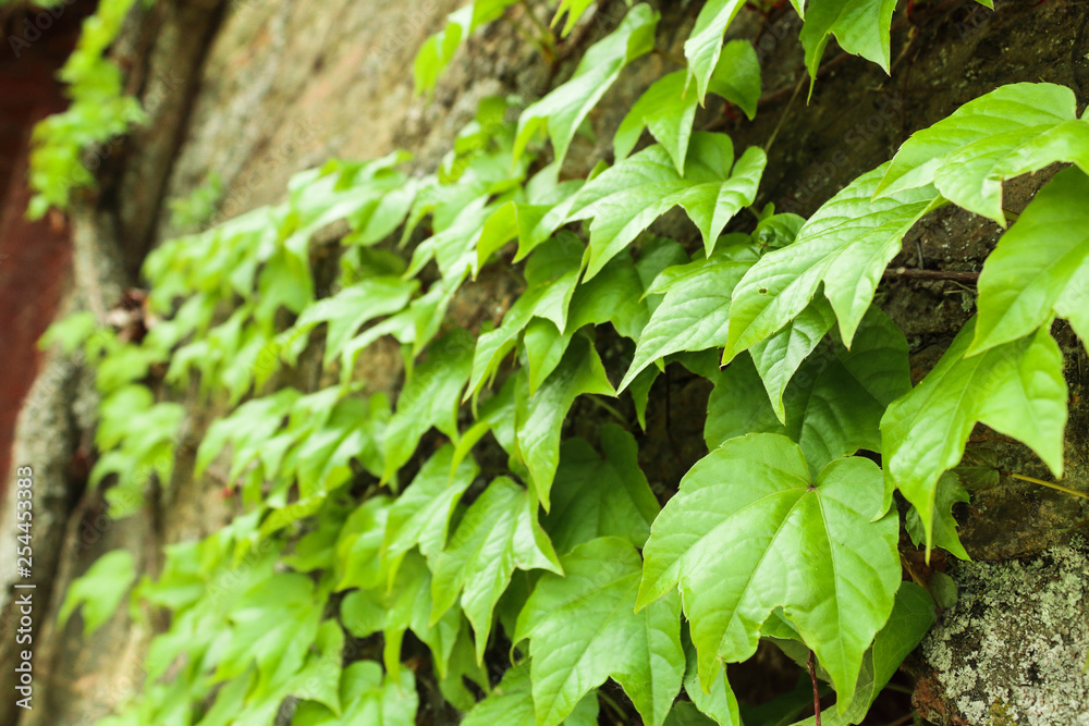 Fototapeta premium Ivy Tree