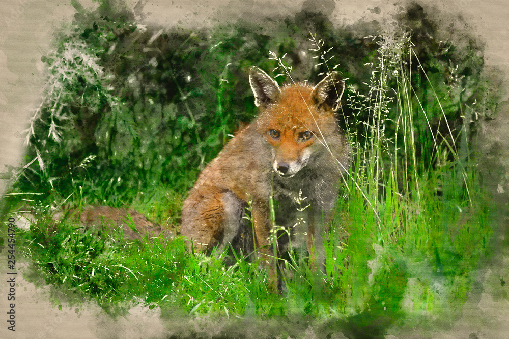 Obraz premium Watercolour painting of Stunning male fox in long lush green grass of Summer field