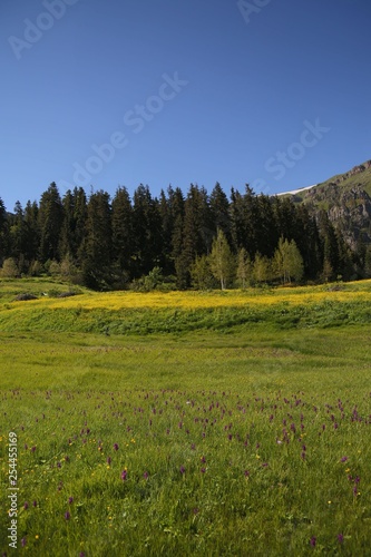 flowering meadows and village landscapes.savsat/artvin/turkey  © murat