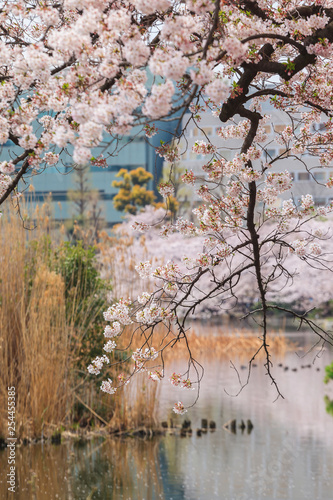 Beautiful sakura cherry blossom in Ueno park, spring season at Tokyo, Japan