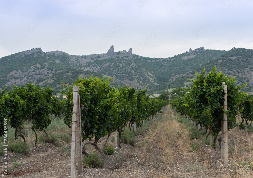 View of the Crimean mountains and the valley with vineyards , Crimea