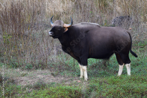 Gaur or Indian Bison, Bos gaurus or Bos frontalis, Kanha National Park and Tiger Reserve, Madhya Pradesh, India photo