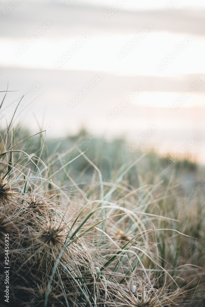 Fototapeta premium Düne am Sandstrand