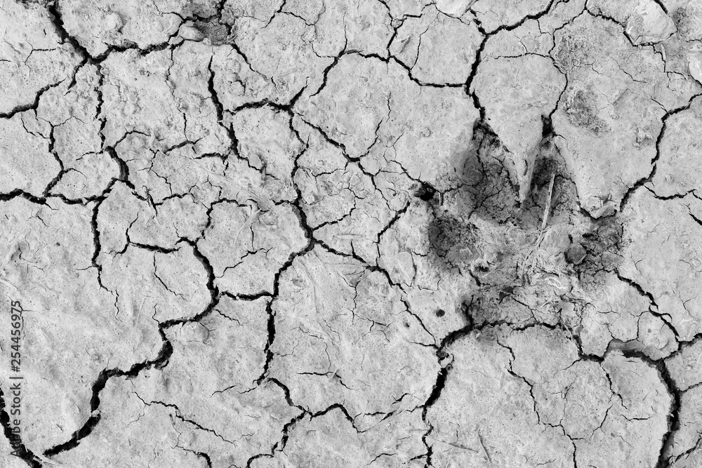 dog foot print dry soil for background dog foot print dry soil for background