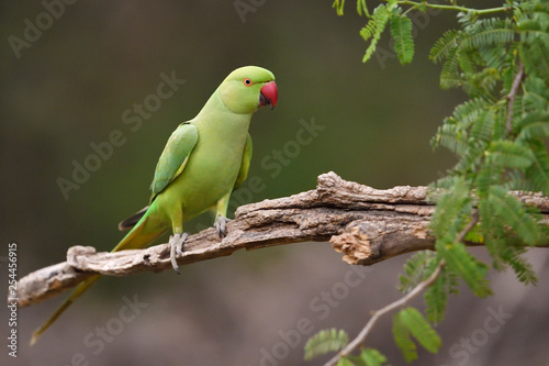 Green parrot sitting in tree
