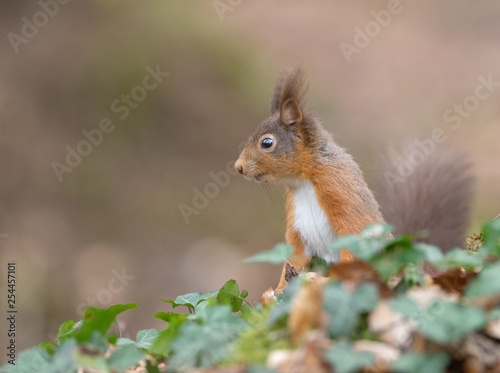 Red Squirrel © Derek