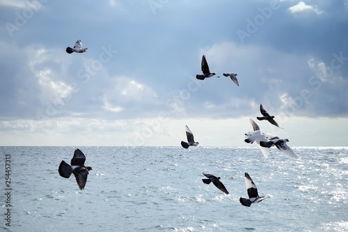 Seagulls over the sea.