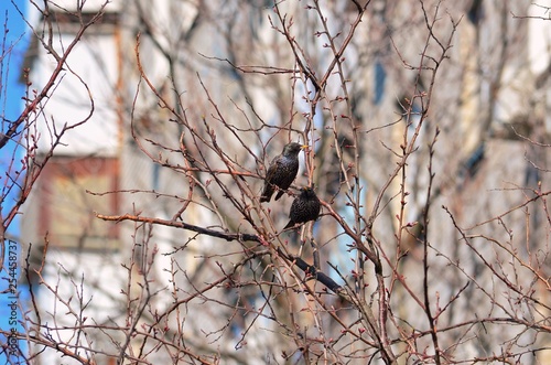 Starling on the tree at spring