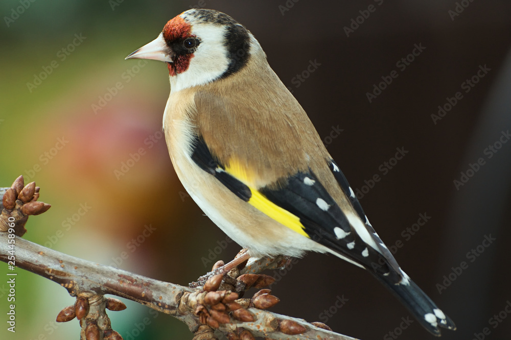 Fototapeta premium Goldfinch on a branch. East Moravia. Europe.
