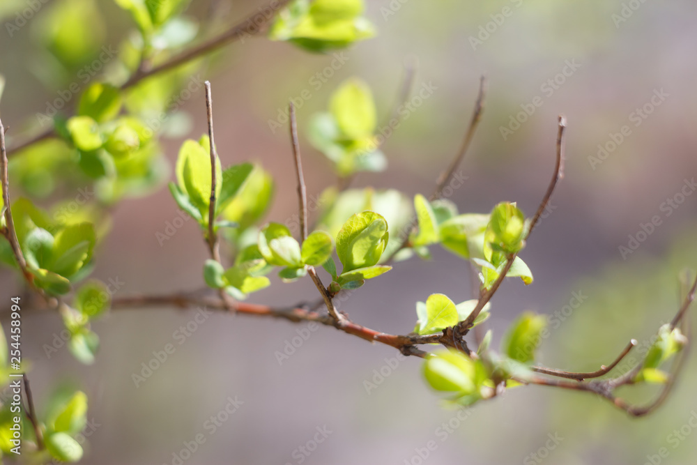 Close-up photo of spring young fresh leaves on tree branches with buds, soft focus and blur background. Concept of new life. Close-up photo of spring young fresh leaves on tree branches with buds, soft focus and blur background. Concept of new life.