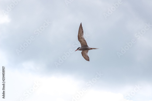 hungry tern in flight with spread wings against the cloudy sky before a thunderstorm. concept of peace and serenity.
