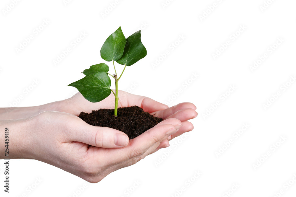 Female hands holding young plant on white background Female hands holding young plant on white background